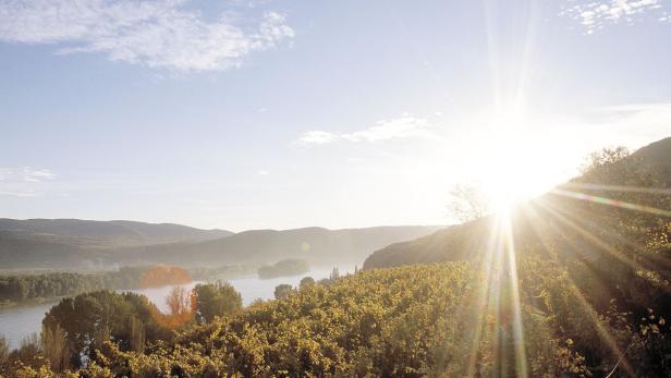 In den meisten Weinregionen beginnt die Ernte in zwei Wochen.