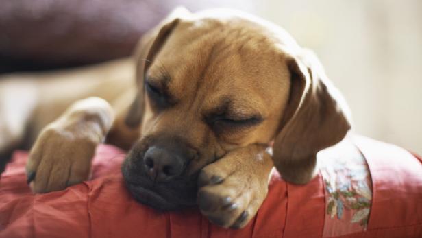 Boxer zählen zu den Hunderassen, die zu einem angeborenen Herzfehler neigen.