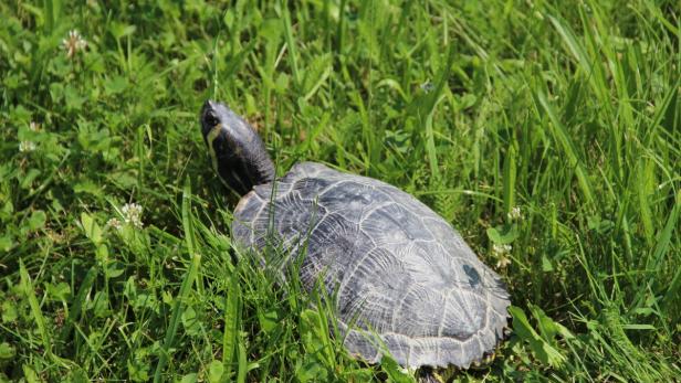 Wildes Wien: Schildkröte auf Donauinsel