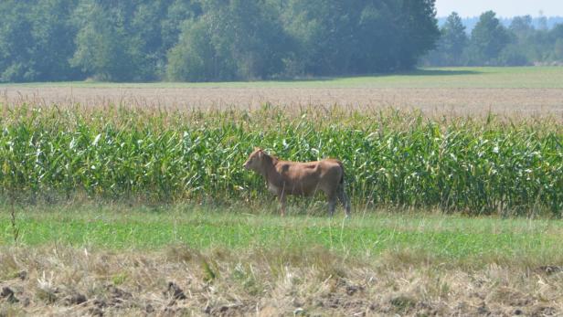Eine der entlaufenen Kühe, die Bauer Bernhard Weidmann mit Getreideschrot anlocken will.