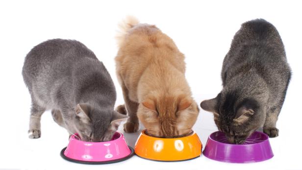Der Konsument testete 21 Katzenfuttersorten.