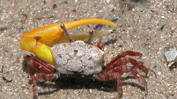 Schiffslärm stresst Krabben