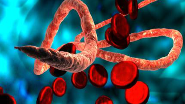 Eine Illustration des Ebola-Virus mit roten Blutkörperchen auf blauem Hintergrund.