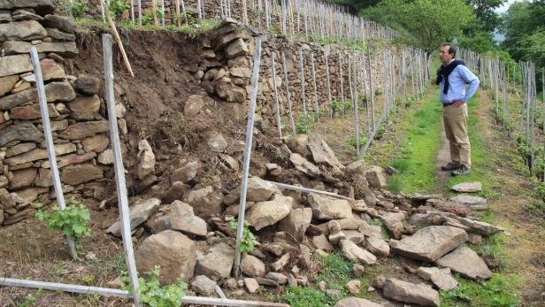 Ein Mann steht in einem Weinberg, wo eine Steinmauer teilweise eingestürzt ist.