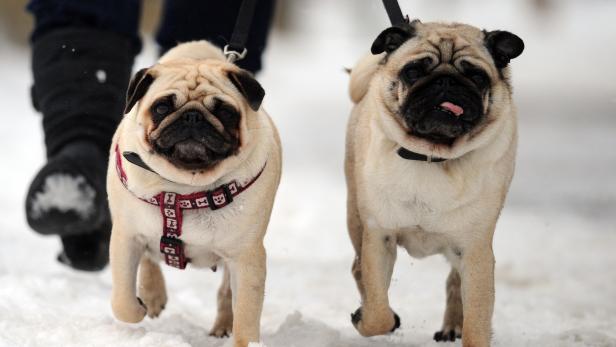 Die meisten Hunde lieben den Schnee. Streusalz und Rollsplit erfordern aber besondere Maßnahmen.