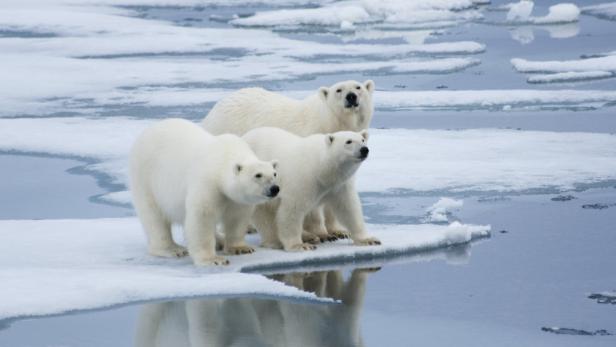Schmelzende Eisschollen: Der Klimawandel wird für die Polarbären zur existenziellen Bedrohung. Gejagt dürfen sie dennoch werden.