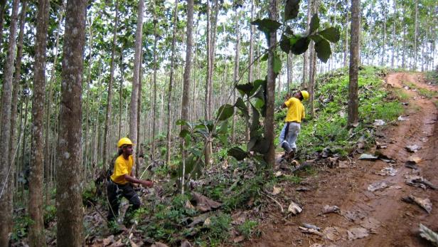 Teak-Wälder: 10.000 Dollar pro Woche kostet die Bewirtschaftung.