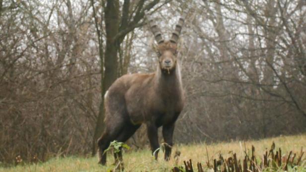 Steinbock weinviertel…