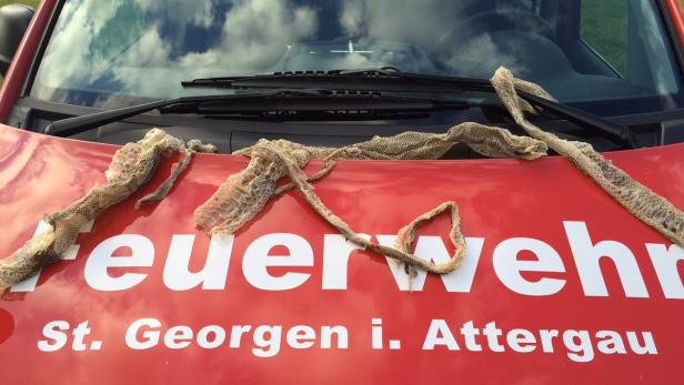 Bei der im Auwald von St. Georgen (OÖ) gefundenen Schlangenhaut soll es sich um die Hinterlassenschaft einer drei Meter langen Boa handeln.