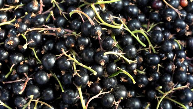 Nahaufnahme von vielen schwarzen Johannisbeeren.