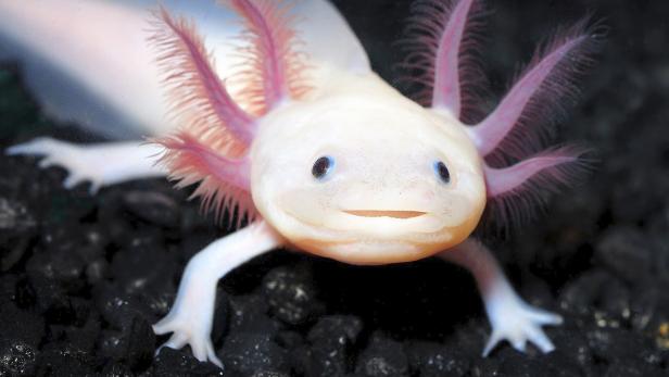 Axolotl, Agrarium