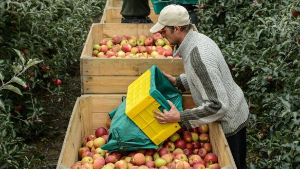 &quot;An apple a day keeps the doctor away&quot;: Größter Apfelproduzent Europas ist Polen.