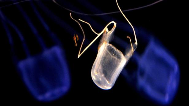 epa000481516 Box Jellyfish, Carybdea Alata, swim at the Two Oceans Aquarium in Cape Town, South Africa Thursday 14 July 2005. The president of the International Union for the Conservation of Nature (IUCN), Mohammed Valli Moosa, speaking in Senegal on Tuesday this week called on African governments to multiply protected maritime areas to ensure sustainable fisheries. Moosa, maintained that the conservation of marine resources contributes to sustainable development and noted that fish resources are becoming rarer and rarer in West Africa, hence the need to preserve protected maritime areas. EPA/NIC BOTHMA