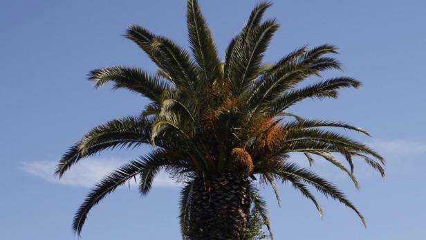 Eine einzelne Palme vor einem blauen Himmel.