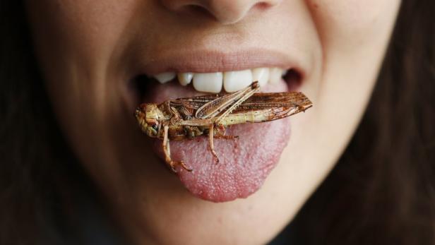 A woman poses with a locust on her tongue at a discovery lunch in Brussels September 20, 2012. Organisers of the event, which included cookery classes, want to draw attention to insects as a source of nutrition. REUTERS/Francois Lenoir (BELGIUM - Tags: FOOD SOCIETY TPX IMAGES OF THE DAY)