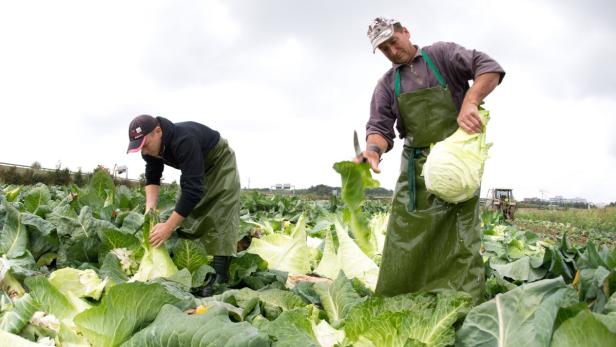 EU-Fördergelder fließen in der Landwirtschaft u.a., damit Firmen auf den Einsatz schädlicher Mittel verzichten – nicht immer halten sich die, die das Geld bekommen, auch daran.