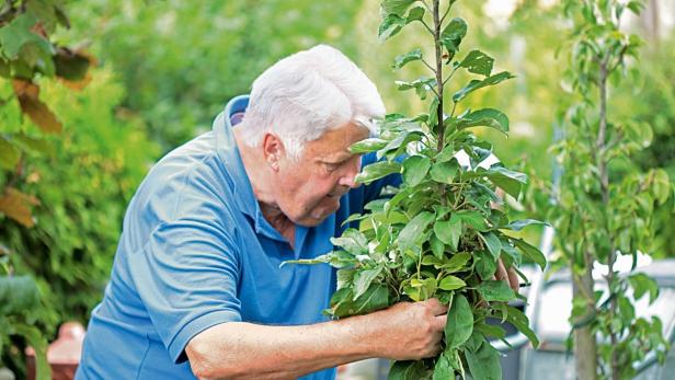 Ein älterer Mann mit weißem Haar betrachtet einen kleinen Baum mit grünen Blättern.