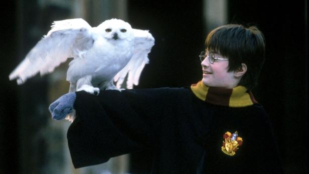 12. Weltweit gibt es eine Vielzahl an sehr aktiven Harry Potter Fanclubs. Die Mitglieder eines deutschen Fanclubs sollen 2010 auch an einer eigenen Fortsetzung der Romanreihe geschrieben haben. finden Sie eine Liste mit Fan-Webseiten.