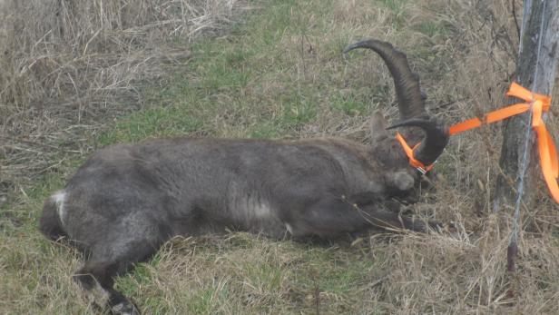 Ein toter Steinbock liegt auf einer Wiese, angebunden an einen Zaun.