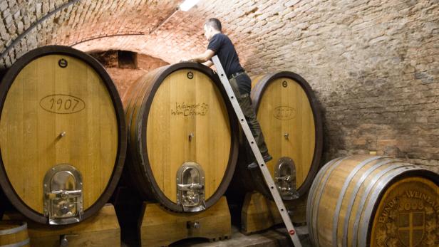 Ein Mann steht auf einer Leiter vor Weinfässern in einem Keller.