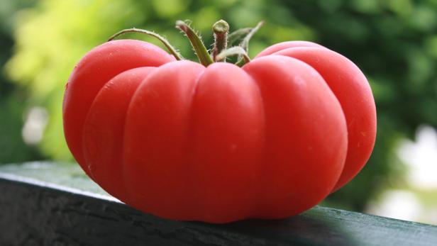 Ideale Tomate gesucht