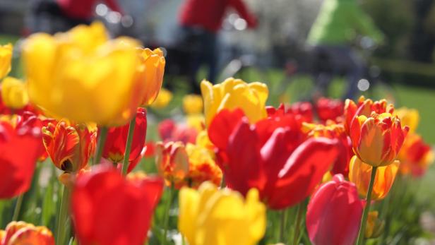 Tulpen blühen am 28.04.2013 auf einem Feld in Düsseldorf (Nordrhein-Westfalen). Am Sonntag scheint in der Landeshauptstadt die Sonne, die Temperatur erreicht zweistellige Werte. Foto: Martin Gerten/dpa +++(c) dpa - Bildfunk+++