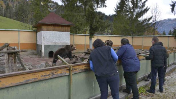 Das Gehege dieser Bären bleibt vorerst erhalten. Die Tiere haben keine Papiere und müssen im Zoo ausharren.