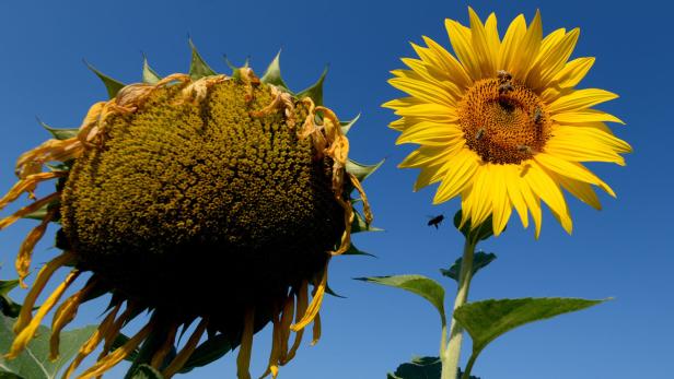 Eine Biene fliegt zu einer blühenden Sonnenblume, während eine andere bereits verwelkt ist.
