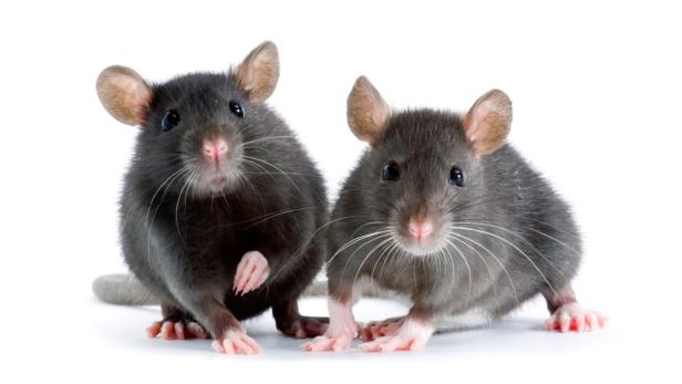 Zwei graue Ratten sitzen auf einem weißen Hintergrund.