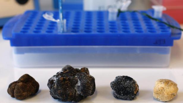 Samples of truffles are displayed at a laboratory