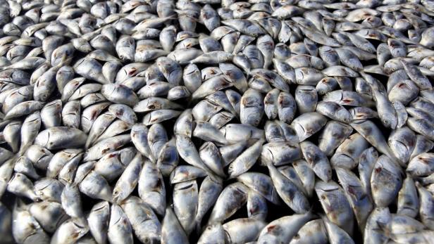 Eine große Menge toter Fische liegt dicht an dicht nebeneinander.