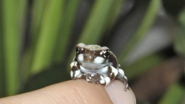 Ein winziger, braun-weiß gefleckter Frosch sitzt auf einem Finger.