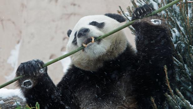 Von wegen süß: Panda griff seinen Pfleger an und verletzte ihn schwer