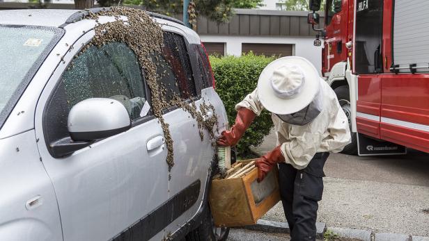 Ein Bienenschwarm hat sich in Krems auf einem Auto nieder gelassen