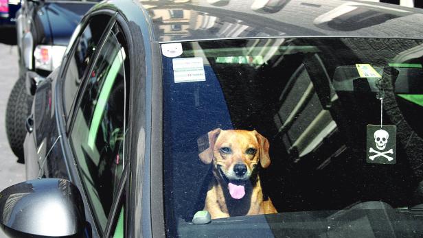 Im Auto eingesperrten Hunden droht der Hitzschlag, ihre Besitzer erwarten massive Geldstrafen (gestelltes Foto: Mischling Murphy geht’s gut)