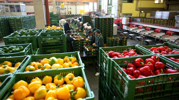 In einer Fabrikhalle sortieren Arbeiter Paprika in grüne Kisten.