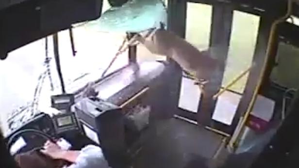 Ein Hirsch springt durch die Vordertür eines Busses.