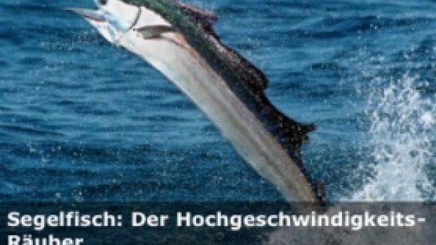 Ein Segelfisch springt aus dem Wasser.
