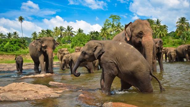 Elefanten im Fluss und Tee im Hochland