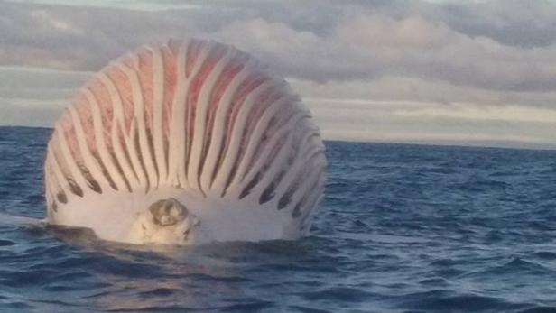 Australien: Fischer entdeckt schwimmenden "Ballon"
