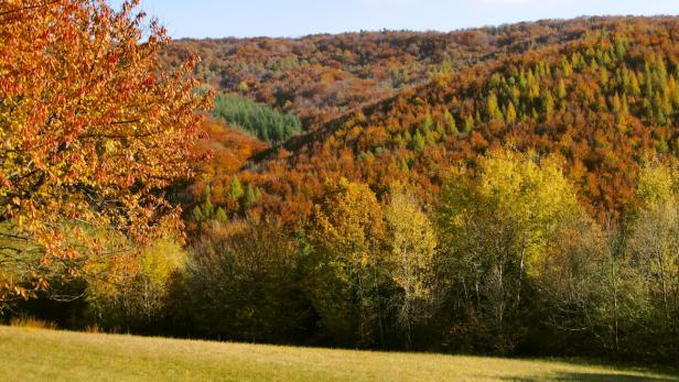 Ein Herbsttag im Wienerwald: Am Boden, vor allem der Buchenwälder, ist die Pilz-Biodiversität hoch.