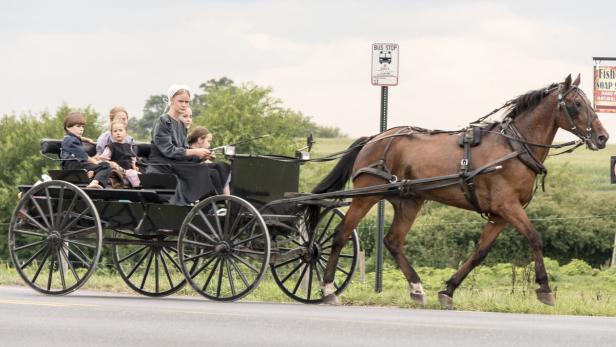 Sowohl Amish als auch Hutterer leben sehr reinlich – doch Erstere haben viel engeren Kontakt zu ihren Nutztieren und leiden viel seltener unter der Lungenerkrankung.