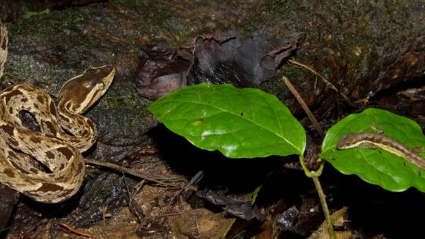 Eine braune Lanzenotter liegt neben einem kleinen Anolis auf einem Blatt im Dschungel.