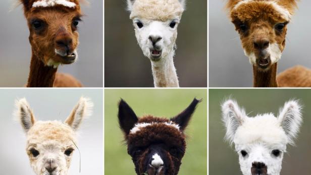 A combination of six pictures shows freshly shorn alpacas in the village of Winklarn near Regensburg, April 22, 2013. The alpacas are always shorn in spring, to make the animals more comfortable for the summer months and to collect the expensive and well known alpaca wool. REUTERS/Michaela Rehle (GERMANY - Tags: ANIMALS TPX IMAGES OF THE DAY)