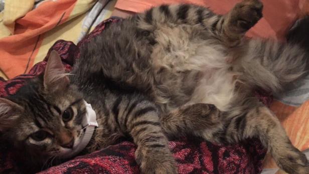 Einreiseverbot für tunesische Katze Maxi