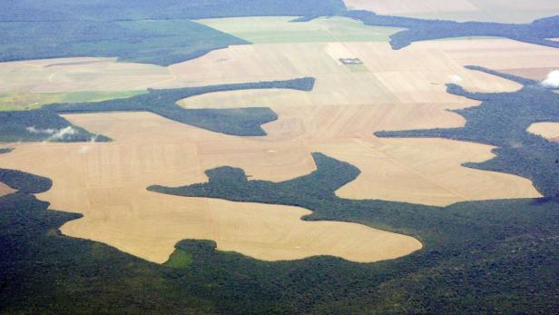 Virgin Amazon rain forest surrounds patches of def