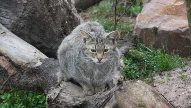 Rückkehr der Wildkatzen