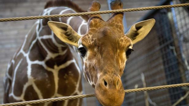 Eine Giraffe steht hinter einem Seilzaun.