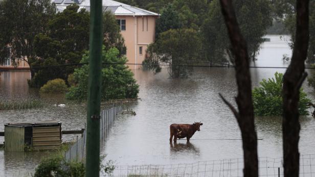 Video: Australische Kühe aus Hochwasser gerettet