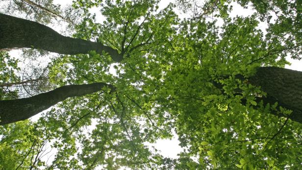 Der Wald als Opfer und Retter des Klimas